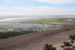 21-At high tide orkas are trying to catch a sea-lion